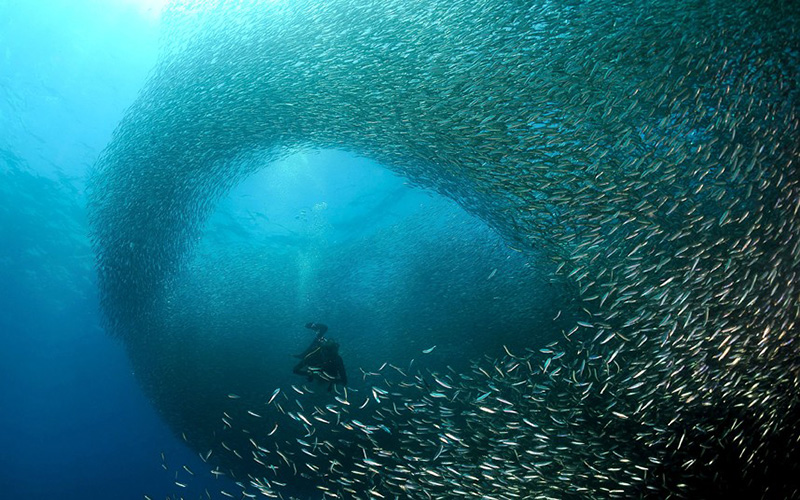 墨寶沙丁魚風暴